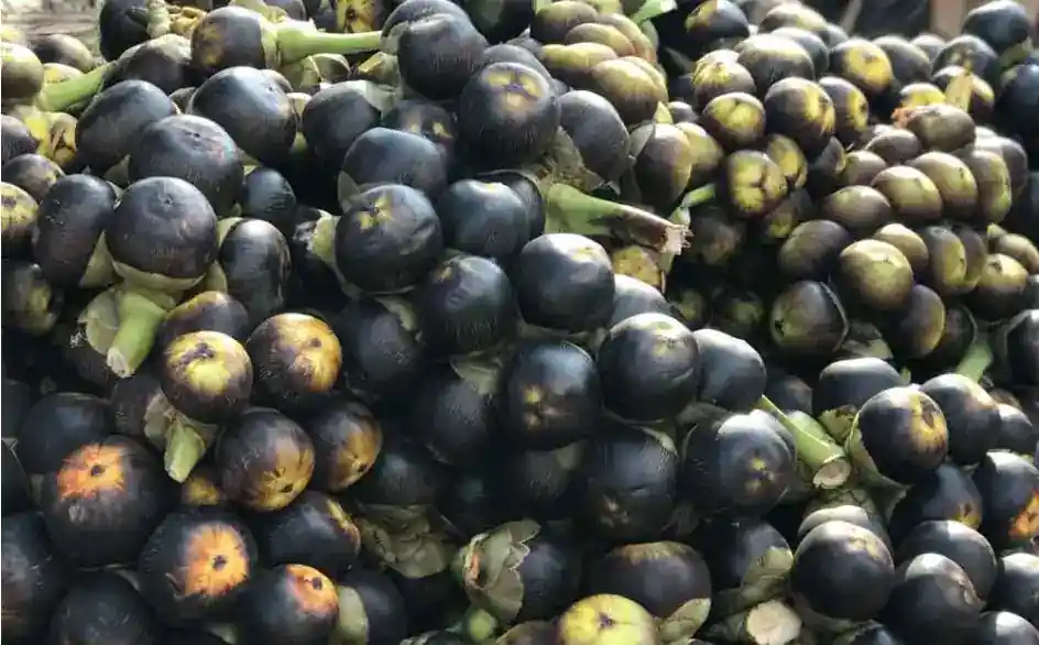 Close-up of palmyra fruits.